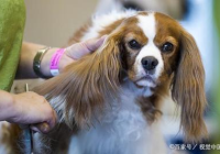 宠物美容师注意事项