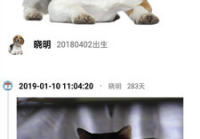 宠物美容好评评语简短