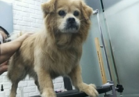 宠物美容点评怎么写范文