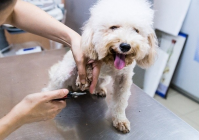 宠物美容的评价怎么写