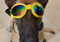 宠物美容萌系名字大全四个字