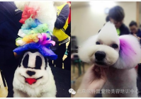 宠物美容创意造型