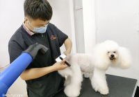 宠物美容品牌十大排名