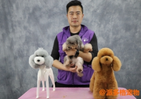 宠物美容步骤介绍