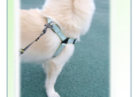 宠物美容好评语50字以上