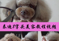 宠物美容教程官网