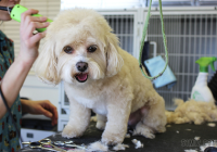 宠物美容图片大全大图