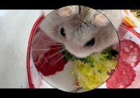 宠物美容萌系名字大全