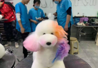 宠物美容的作用有哪些呢