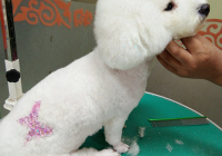 宠物美容造型画图