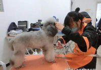 宠物美容有什么前景