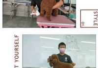 宠物美容师标准