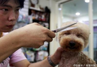 宠物美容品牌有哪些