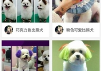 宠物美容造型图组合画