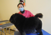 宠物美容网站