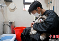 宠物美容洗护师