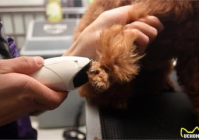 宠物美容都有什么设备