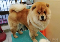 宠物美容的作用与功效有哪些