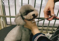 宠物美容七大步骤