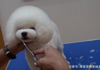 宠物美容造型教程图片大全集