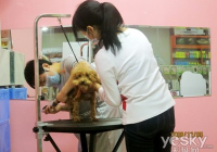 showtech 宠物美容台