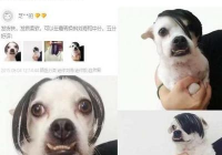 宠物美容师好评怎么写