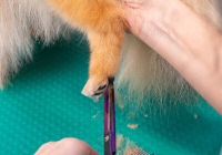 萌宠美容院 (Paw Care)