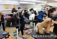 宠物美容都包括什么项目呢多少钱