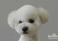 宠物美容造型教程图片