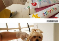 宠物美容造型画图片