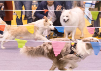 宠物美容萌宠秀场怎么做的呢图片