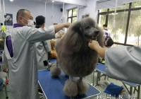 宠物美容分为哪两种形式