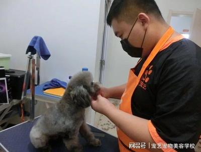 宠物美容都学什么