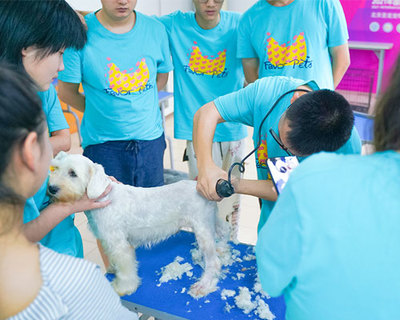 宠物美容洗护赚钱吗