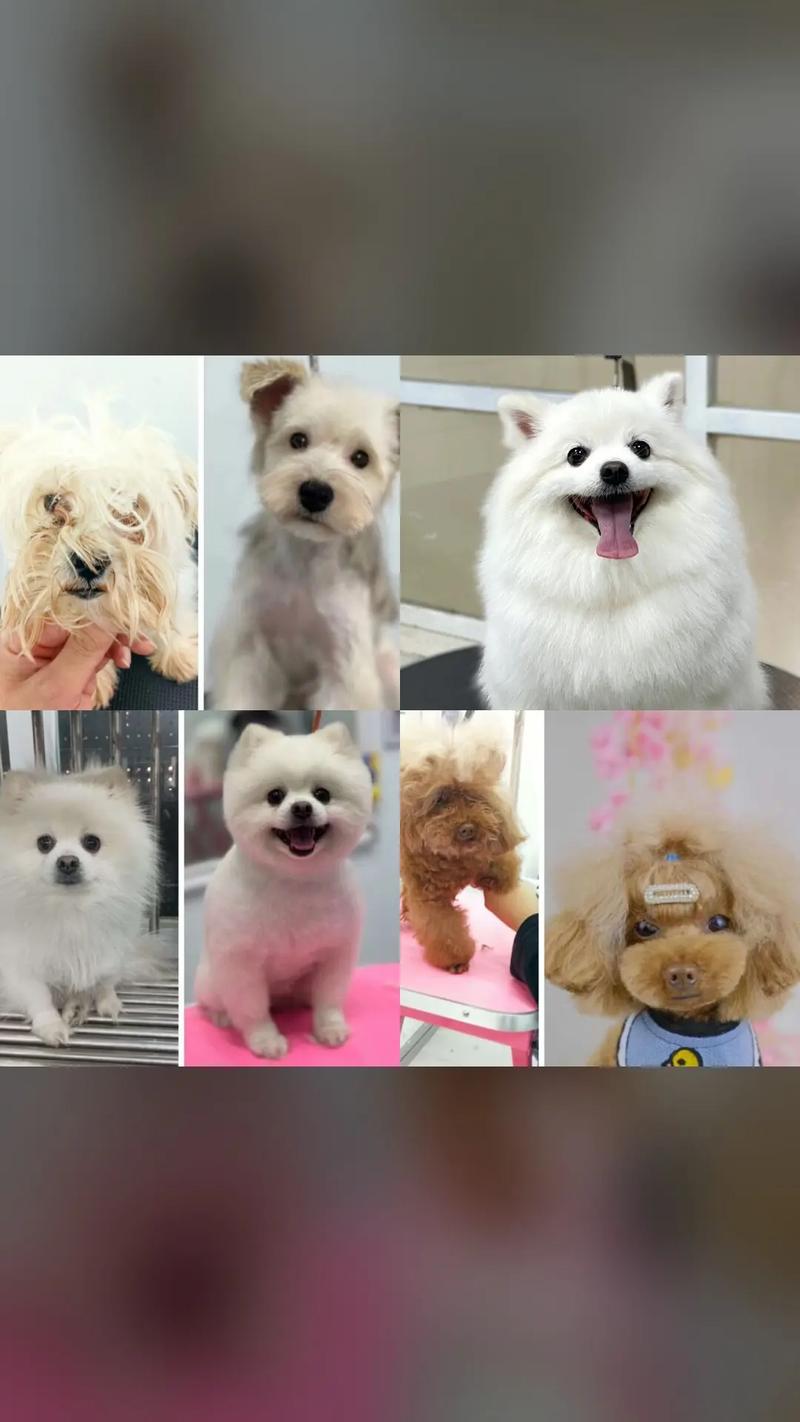 宠物美容萌系有必要学吗女生