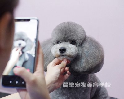 宠物美容萌系是什么意思