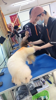 宠物美容都有什么职业
