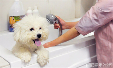 宠物美容洗澡图片