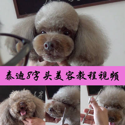 宠物美容教程官网