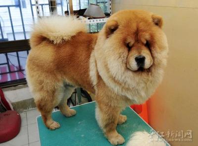 宠物美容的作用与功效是什么