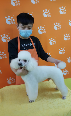 宠物美容师现状