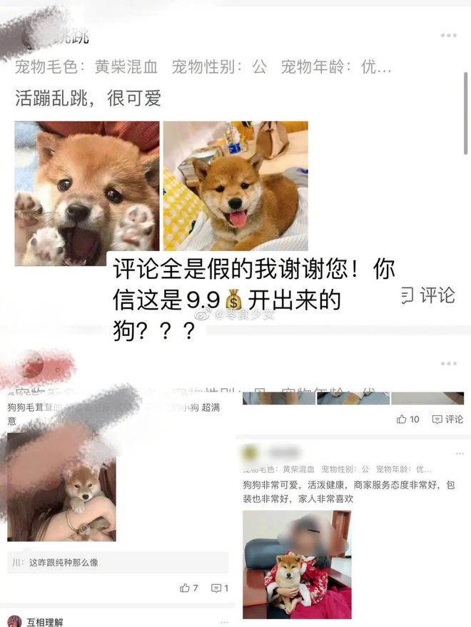 宠物美容师好评怎么写文案