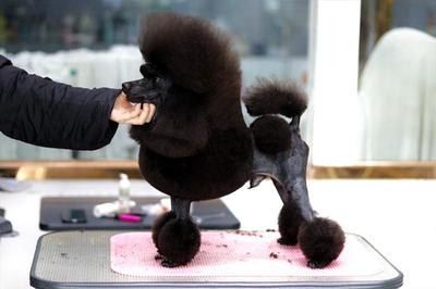 宠物美容器械套装