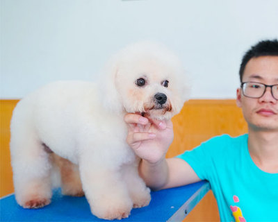 宠物美容类型有哪些