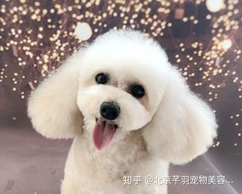 宠物美容都是做什么的?