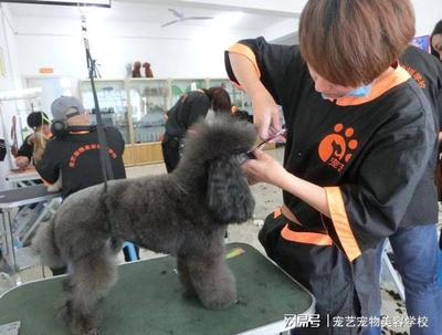 宠物美容等级怎么分的