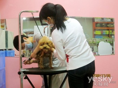 showtech 宠物美容台