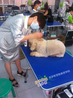 宠物美容的目的和意义