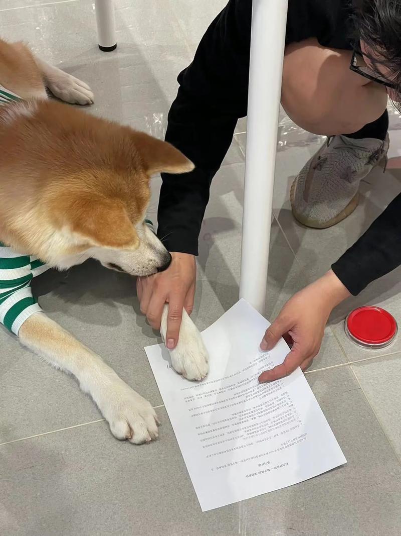 宠物美容萌宠秀场图片大全