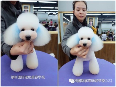 宠物美容画图怎么画